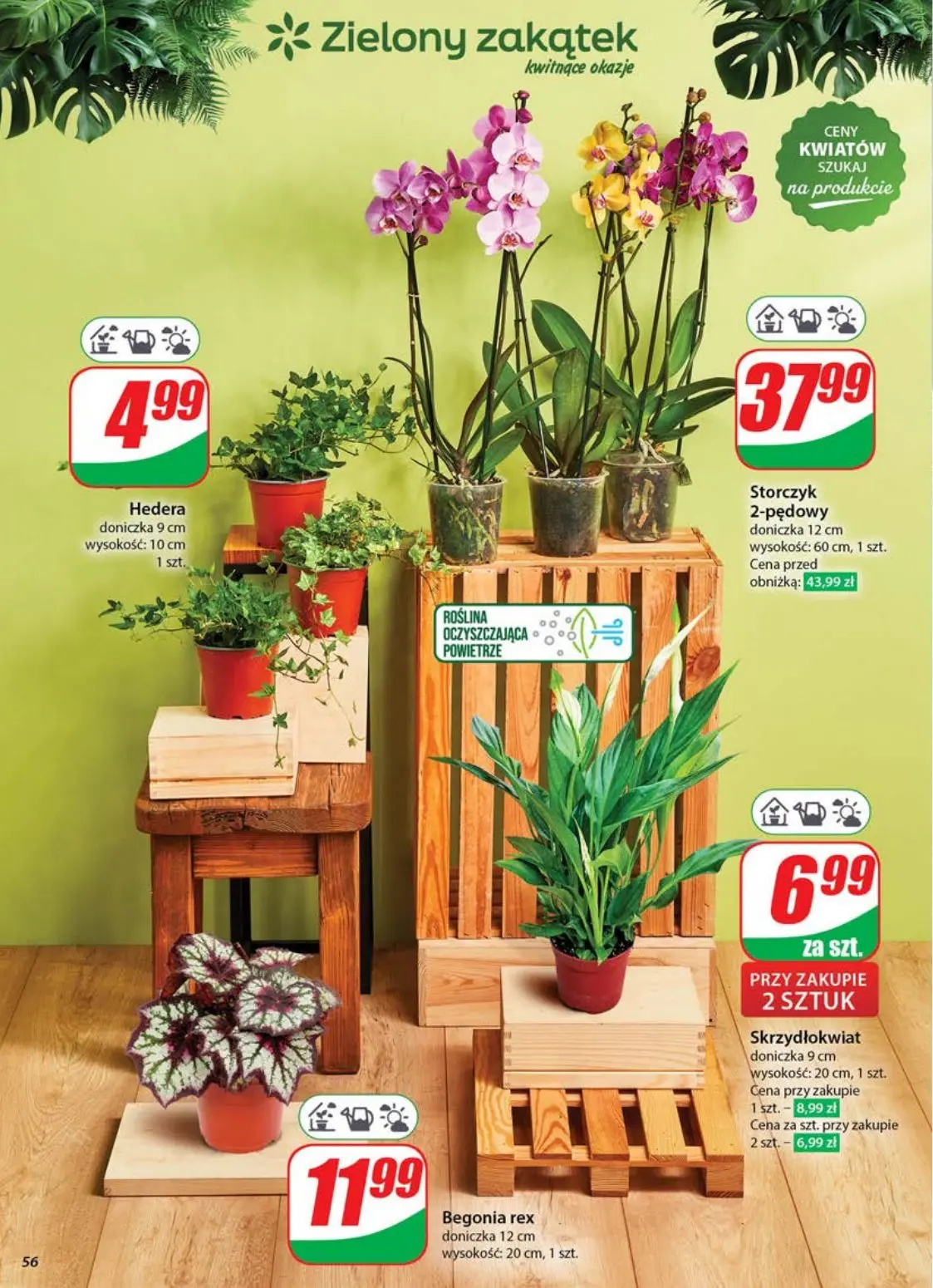gazetka promocyjna dino Gazetka tygodnia - Strona 56