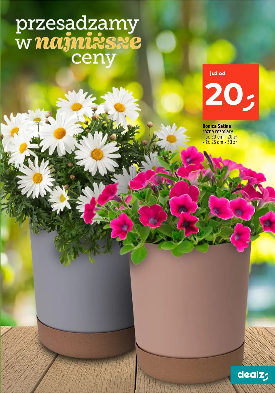 gazetka promocyjna Dealz Przesadzamy w najniższe ceny - Strona 19