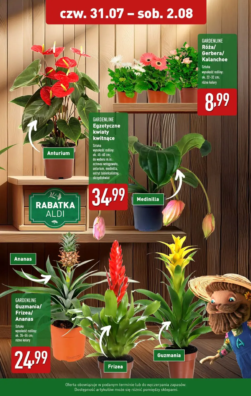 gazetka promocyjna ALDI Rośliny kolekcjonerskie 🪴 - Strona 2