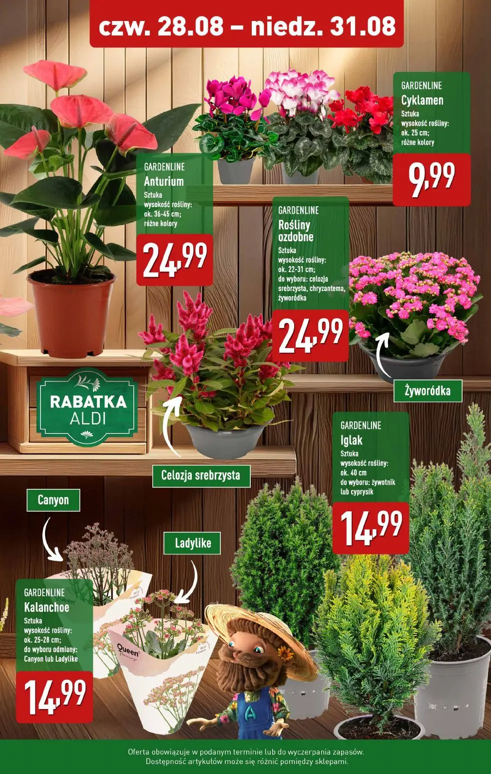 gazetka promocyjna ALDI Rośliny doniczkowe 🪴 - Strona 2