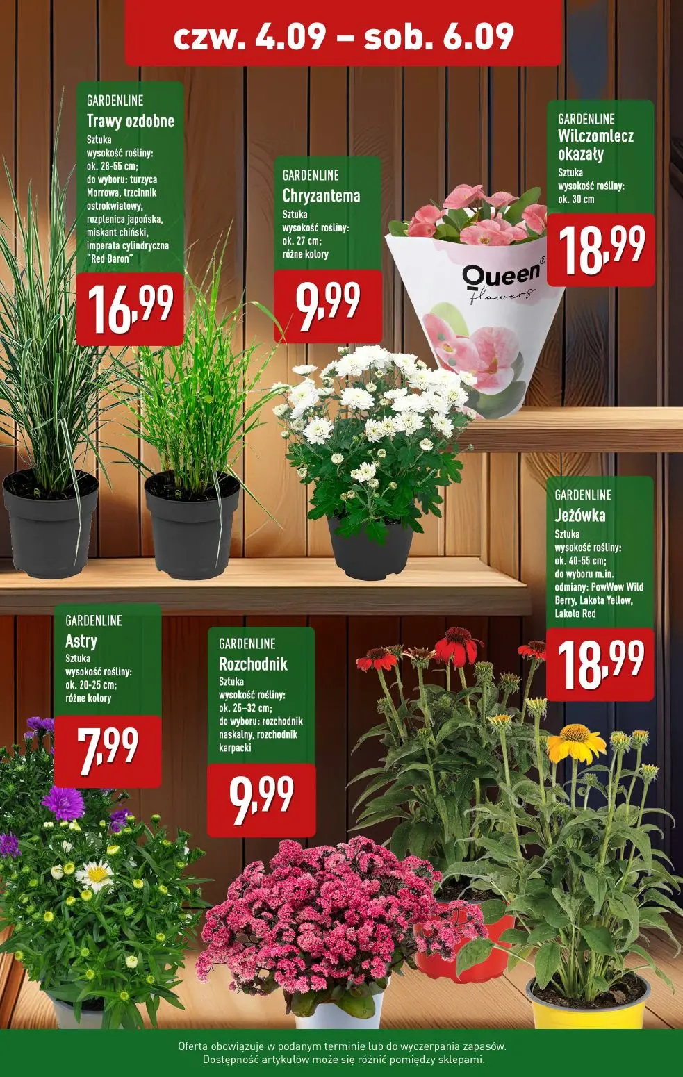 gazetka promocyjna ALDI Kwiaty doniczkowe 🪴 - Strona 2