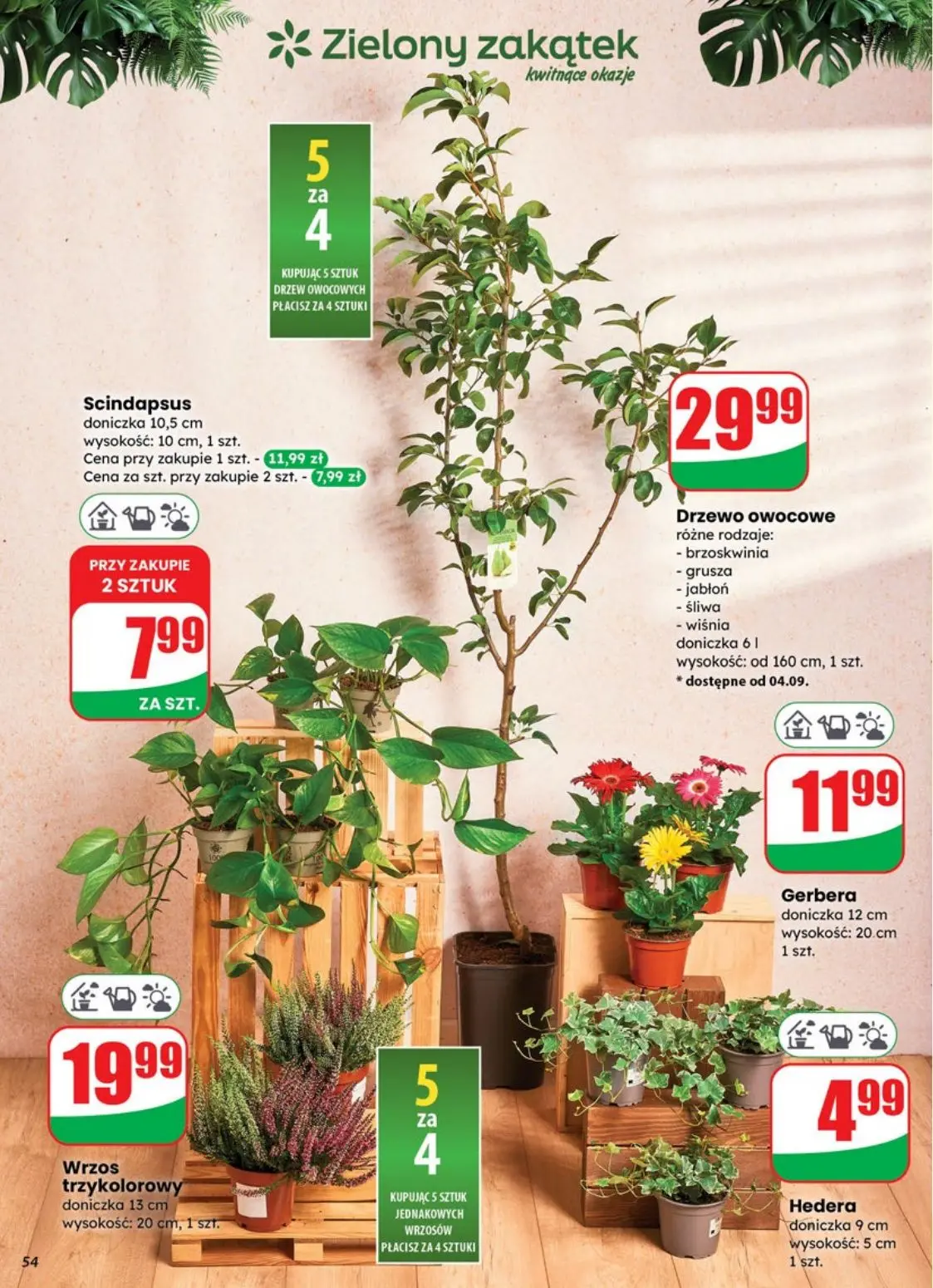 gazetka promocyjna dino Najbliżej Ciebie - Strona 54