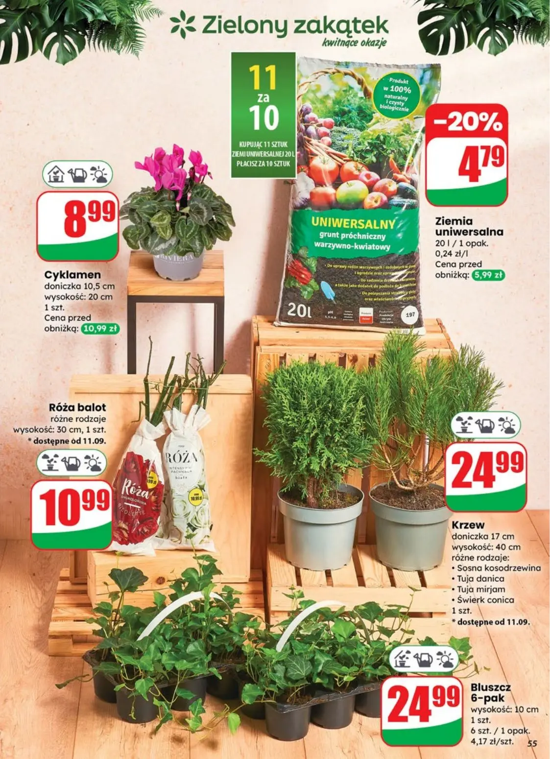 gazetka promocyjna dino Najbliżej Ciebie - Strona 55