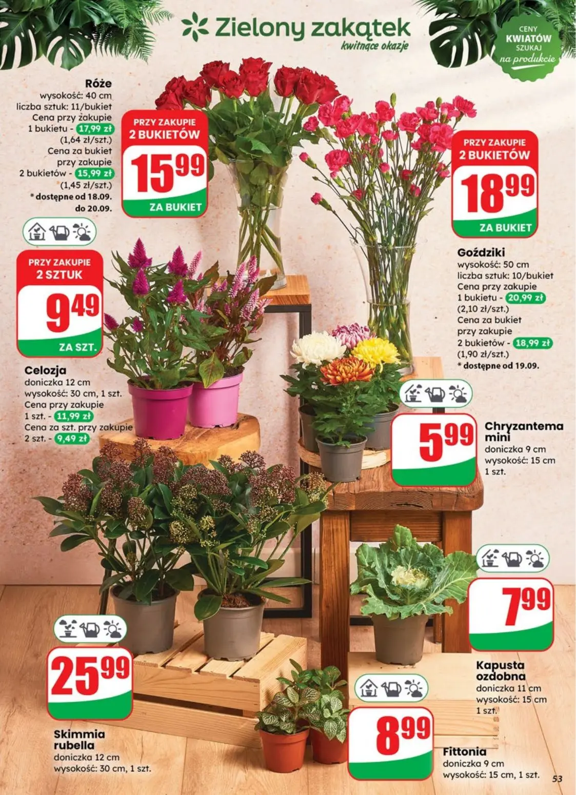gazetka promocyjna dino Promocje najbliżej Ciebie - Strona 53