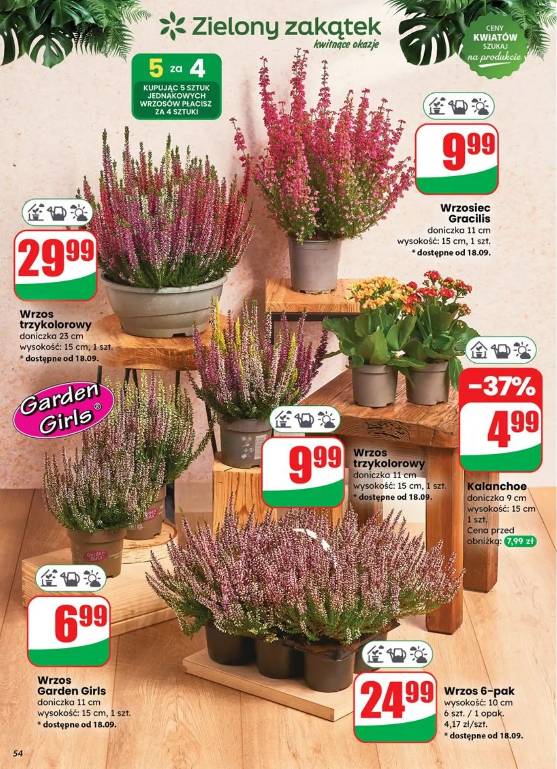 gazetka promocyjna dino Promocje najbliżej Ciebie - Strona 54