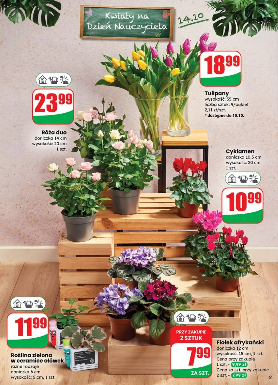 gazetka promocyjna dino Najbliżej Ciebie - Strona 9