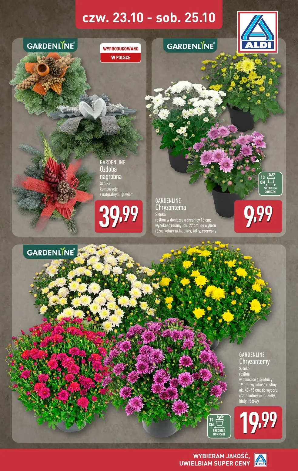 gazetka promocyjna ALDI Chryzantemy - Strona 1