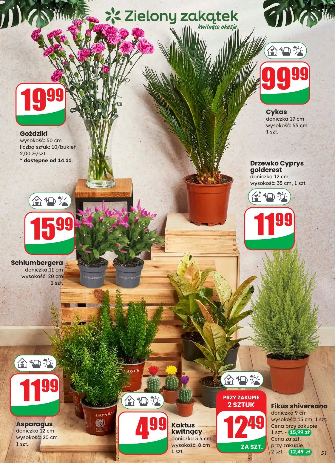 gazetka promocyjna dino Najbliżej Ciebie - Strona 51