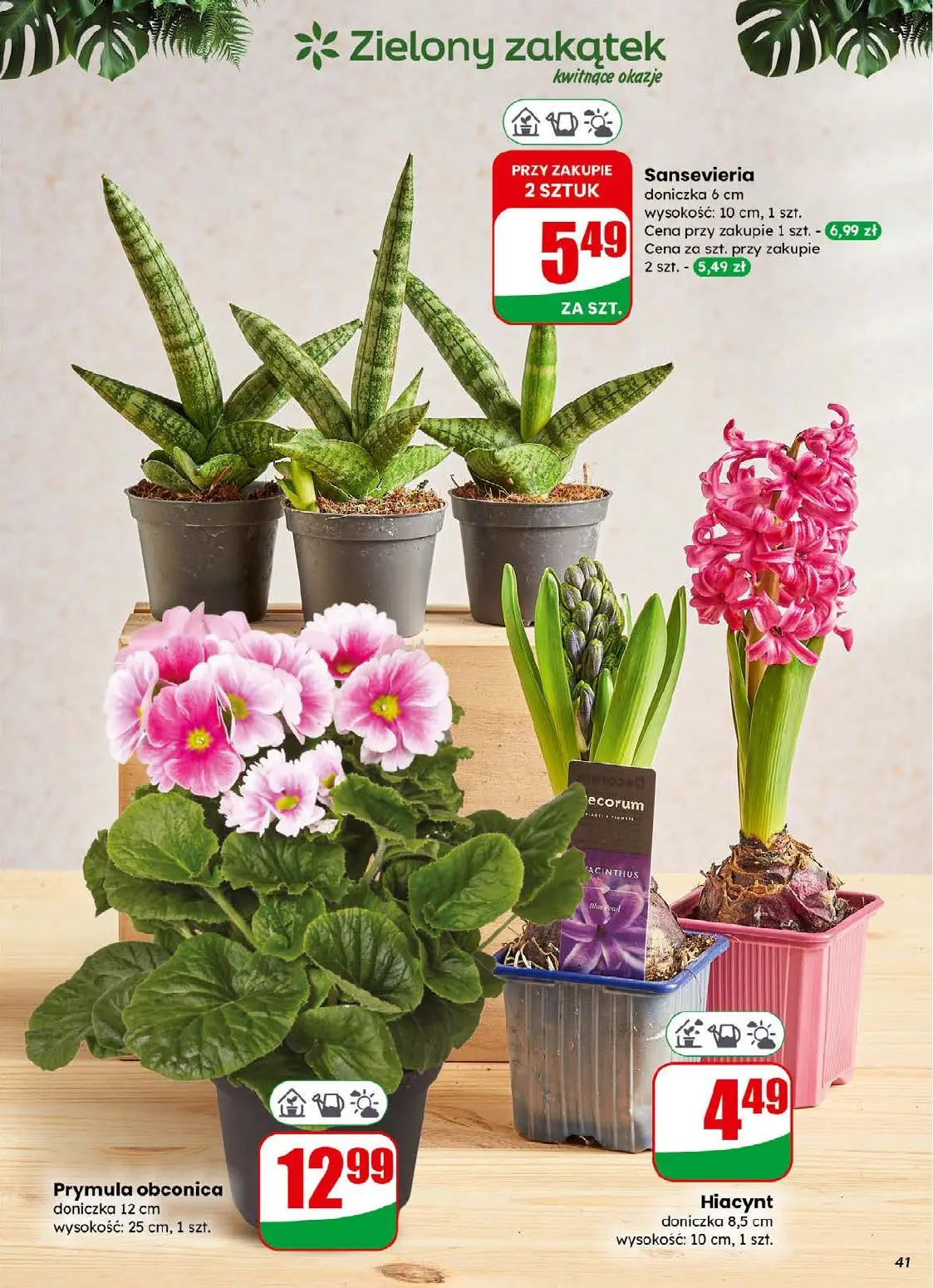 gazetka promocyjna dino Najbliżej Ciebie - Strona 41