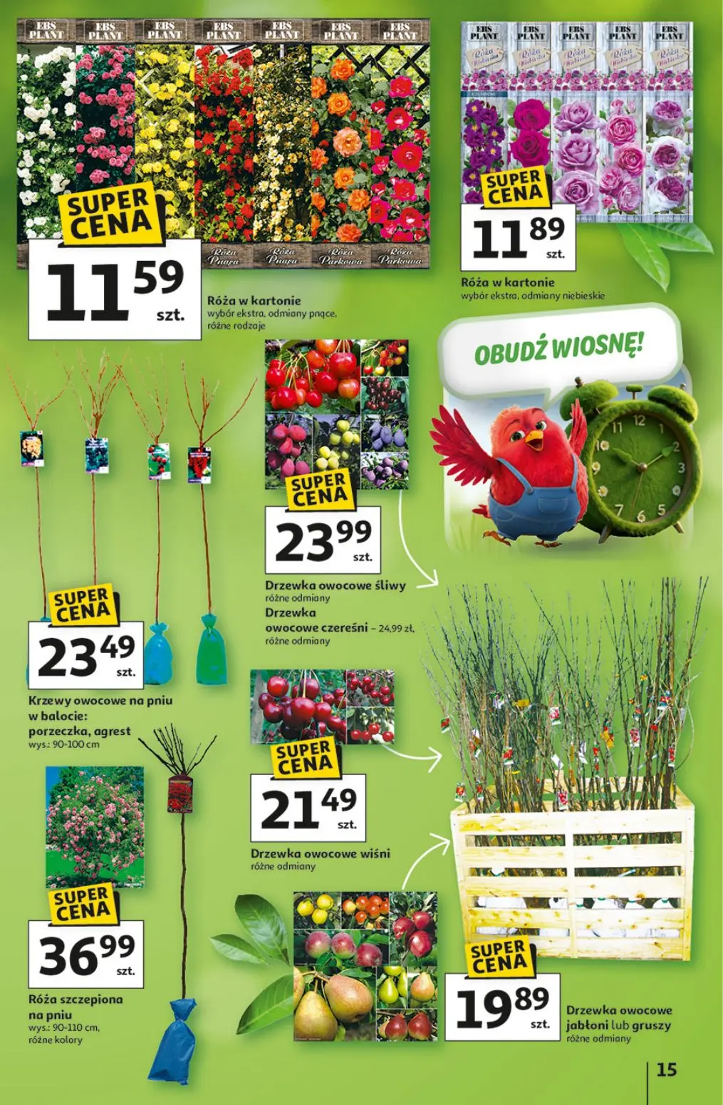gazetka promocyjna Auchan Ma się dzioba do jakości - Strona 15