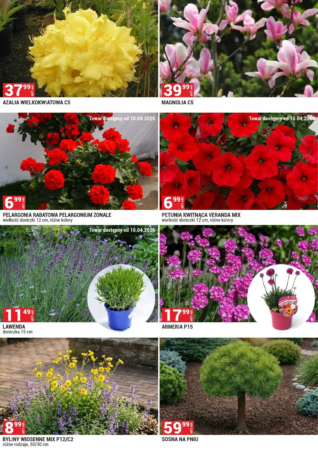 gazetka promocyjna Merkury Market Urządź swój ogród razem z nami! - Strona 6