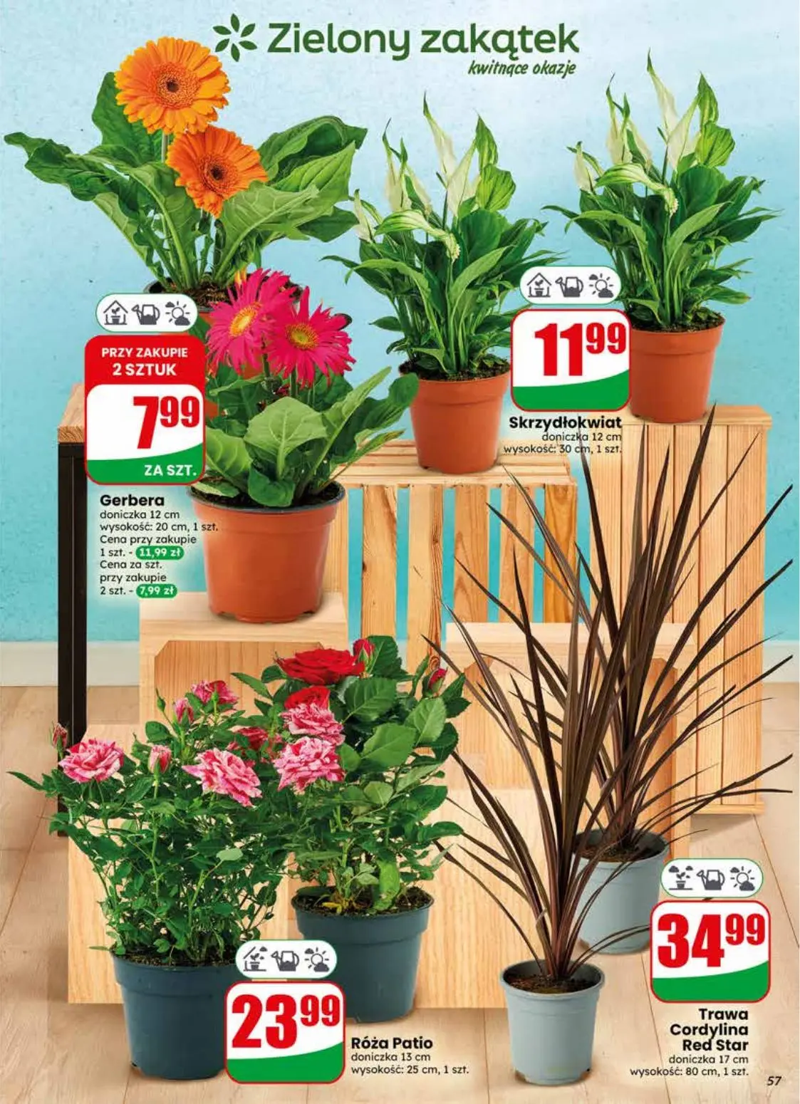 gazetka promocyjna dino Najbliżej Ciebie - Strona 57