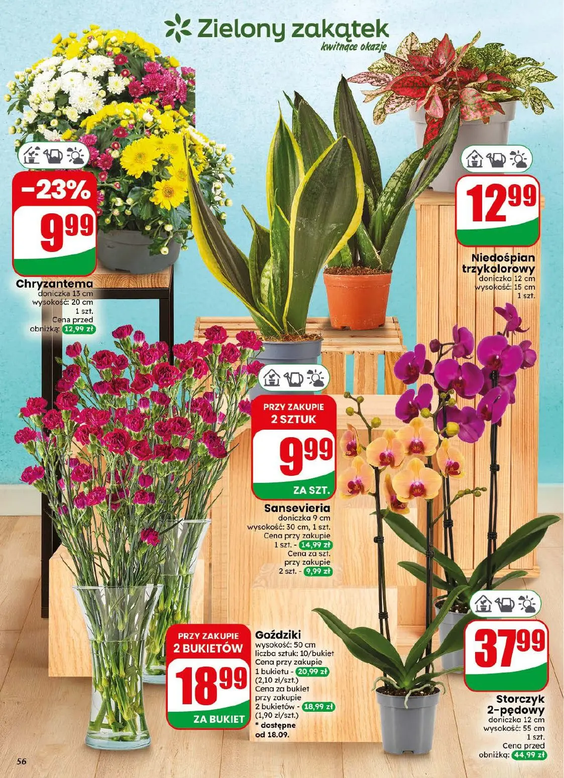 gazetka promocyjna dino Najbliżej Ciebie - Strona 56