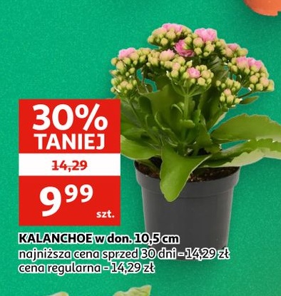 Kalanchoe w ofercie sklepu Auchan