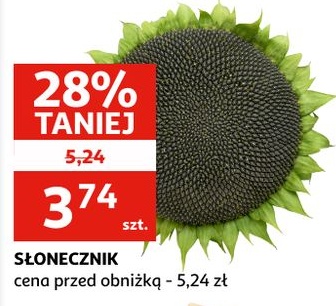 Słonecznik w ofercie sklepu Auchan
