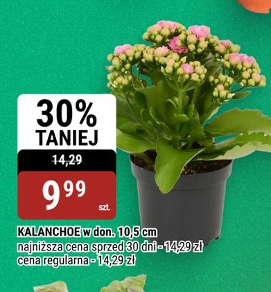 Kalanchoe w ofercie sklepu bi1