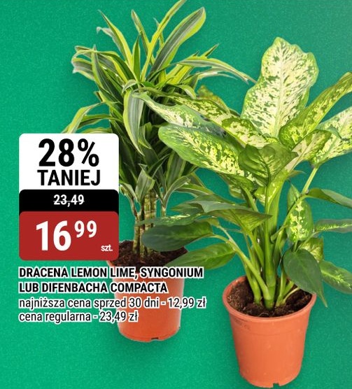 Dracena Lemon Lime, Syngonium lub Difenbachia Compacta w ofercie sklepu bi1