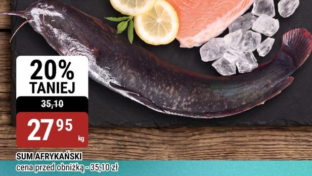 Sum afrykański w ofercie sklepu bi1