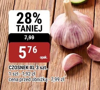 Czosnek XL w ofercie sklepu bi1