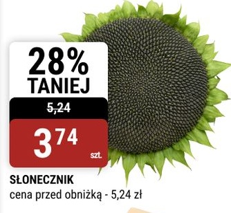 Słonecznik w ofercie sklepu bi1