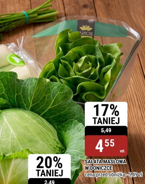 Sałata masłowa w doniczce w ofercie sklepu bi1