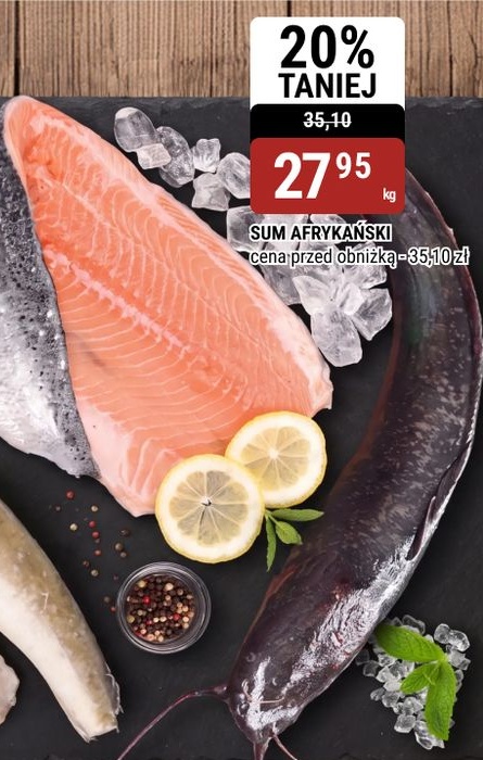 Sum afrykański w ofercie sklepu bi1