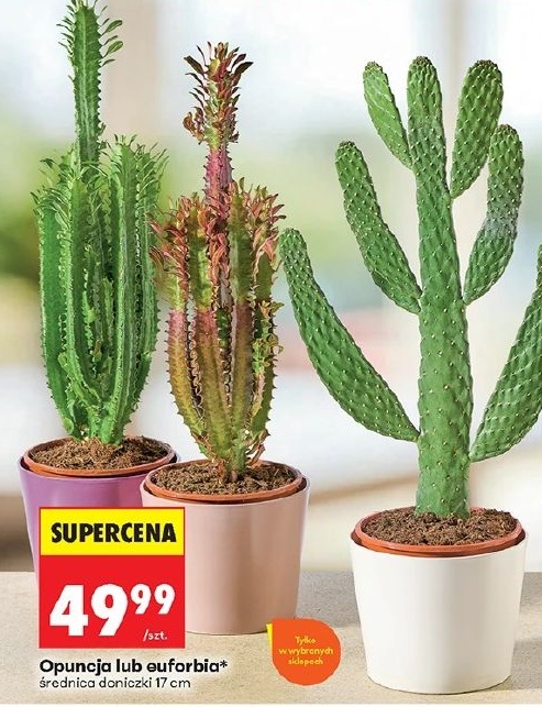 Opuncja lub euforbia w ofercie sklepu Biedronka