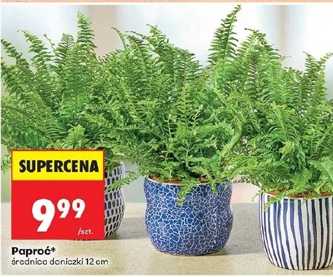 Paproć w ofercie sklepu Biedronka