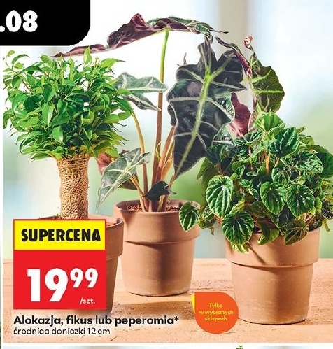 Alokazja, fikus lub peperomia w ofercie sklepu Biedronka