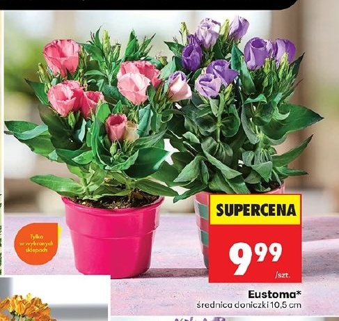 Eustoma w ofercie sklepu Biedronka