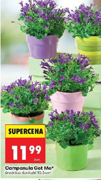 Campanula Get me w ofercie sklepu Biedronka