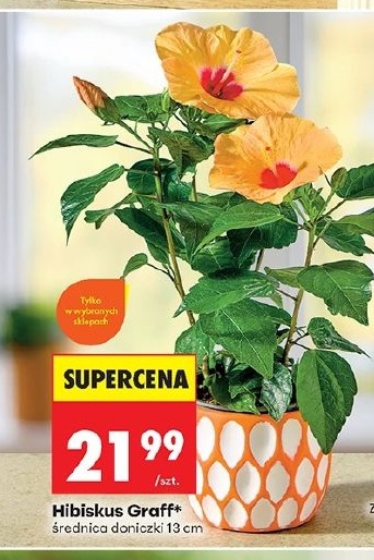 Hibiskus Graff w ofercie sklepu Biedronka