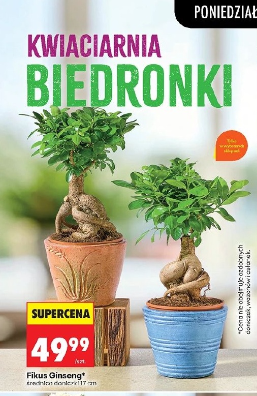 Fikus Ginseng w ofercie sklepu Biedronka