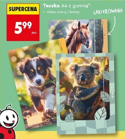 Teczka A4 w ofercie sklepu Biedronka