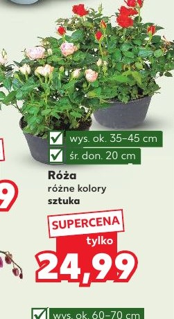 Róża w ofercie sklepu Kaufland