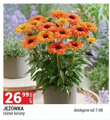 Jeżówka w ofercie sklepu Merkury Market