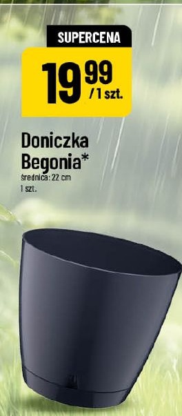 Doniczka Begonia w ofercie sklepu POLOmarket