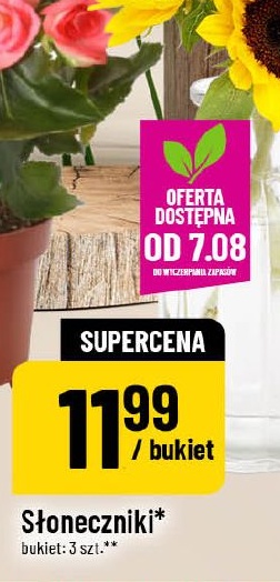 Słoneczniki w ofercie sklepu POLOmarket