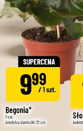 Begonia w ofercie sklepu POLOmarket