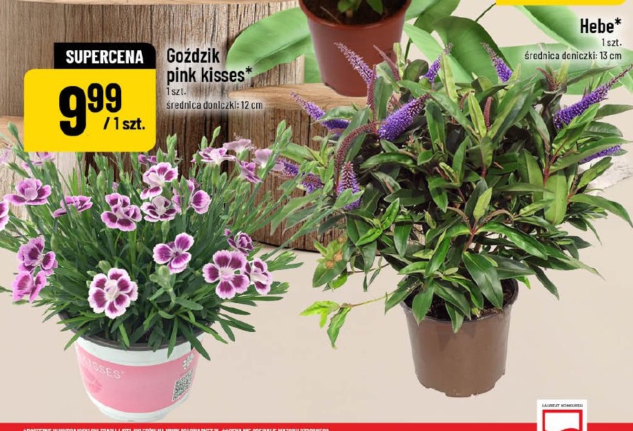 Goździk Pink Kisses w ofercie sklepu POLOmarket
