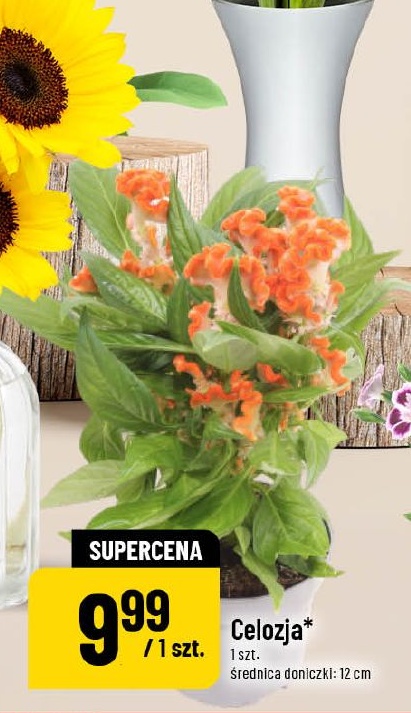 Celozja w ofercie sklepu POLOmarket